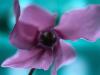 Прикрепленное изображение: Purple flower.jpg